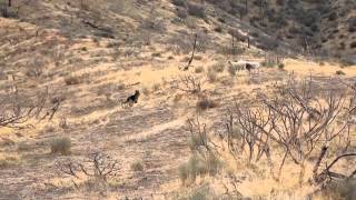 German Shepherd Sheep Herding COCHISE [upl. by Beck]