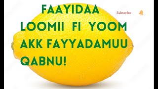 FAAYIDAA LOOMIIN QABU [upl. by Neeloj]