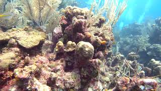 2 Beautiful Plants Gibsons Bight Roatan Honduras [upl. by Ekrub]