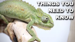 Watch This BEFORE Getting A Pet Chameleon [upl. by Aizitel616]