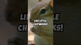 Adorable Facts About Hamsters 🐹❤️ Shorts Hamsters [upl. by Ehc]