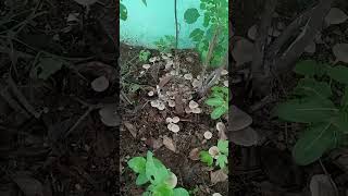 Enga vittu Maadi Thottam backyardgardening farming healthygarden healthyfood organicgardening [upl. by Magill]