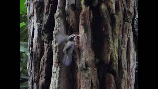 Indian Scimitar Babbler preys on a spider [upl. by Ydnem]