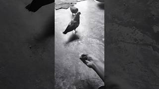 pinjre ke Panchi re youtubeshorts birds shorts viral trandingshorts birdslover birdsshorts [upl. by Einnig]