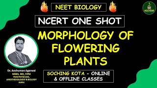 Morphology of flowering plants one shot  NCERT line by line  NEET Biology Crash Course neet [upl. by Nogras]