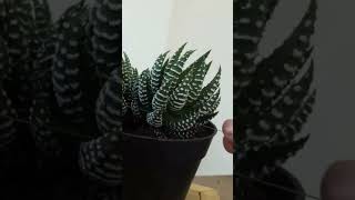 Haworthia Propagation Benang cactus plants gardening cactushaworthia propagation propaganda [upl. by Eceinehs]