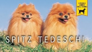 SPITZ TEDESCO trailer documenario Pomerania [upl. by Reinar]