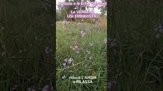 Verbena Officinalis usi erboristici erbespontanee erbeofficinali naturachecura vitadaherbana [upl. by Dasie]