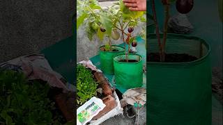 Start with Easiest Grow Organic Eggplant using only two things kitchengardning organicgardening [upl. by Proudman]