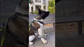 Amerikan Akita vs Japon Akita Hangisi Güçlü Çıkacak [upl. by Eniagrom531]