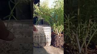 Care of potulaca plantsmossrose flowers viralvideo viralshorts [upl. by Sinclare]