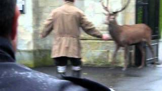 Video du cerf 4 [upl. by Llenrap455]