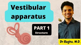 Vestibular apparatus  Part 1  physiology mbbs Structure of crista ampullaris and macula [upl. by Beaver]