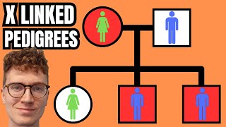 XLinked Pedigrees QUICKLY EXPLAINED [upl. by Nref]