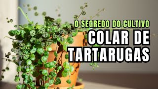 COLAR DE TARTARUGAS O Segredo do Cultivo [upl. by Nicoline584]