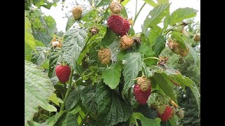 JOAN J THORNLESS EVERBEARING RED RASPBERRY JULY 23 UPDATE [upl. by Fougere]