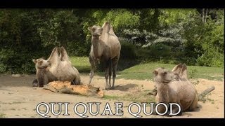 Qui quae quod [upl. by Carolle]