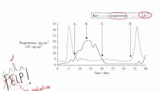 Menstrual Hormones Practice Question IB Biology [upl. by Donn]