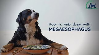 මොකක්ද මේ මෙගාඉසෆේගස් කියන්නේ   How to treat Megaesophagus in dog  🐾 [upl. by Nothgiel]