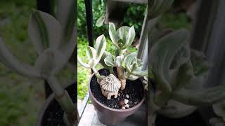 crassula suculentas succulent [upl. by Ijan]