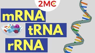 mRNA tRNA and rRNA function  Types of RNA [upl. by Sikras]