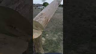 Pine Tree Removal 🌳 arborist bluecollar satisfying treeclimber lumberjack treeremoval [upl. by Dylan]