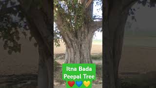 Peepal tree naturelovers nature indianvillage india peepal green greenery viral trending [upl. by Ardnuahs]