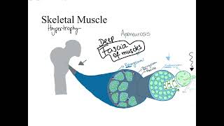 Dr Benaduce Muscular System Complete Lecture [upl. by Nahtal]