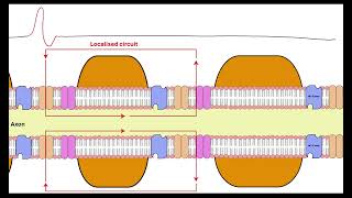 Myelinated neurone OCR A ALevel Biology Revision 513 Neuronal communication [upl. by Ayokal]