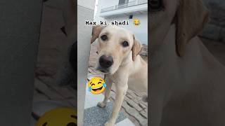 Next ki shadi 🤗😂😂max doglover funny [upl. by Armil]