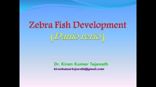 Zebrafish Development Danio rerio [upl. by Khan13]