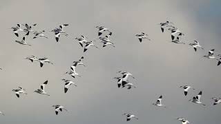 Vol  Avocette Barge Bernache  Flight  Pied Avocet BlackTailed Godwit brent goose [upl. by Nnaxor]