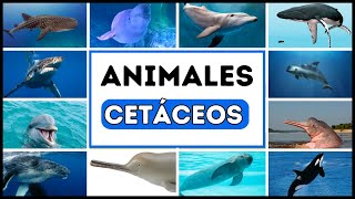 LOS CETÁCEOS  BALLENAS DELFINES BELUGAS Y MÁS  Aprende los Animales Marinos para Niños [upl. by Katuscha]