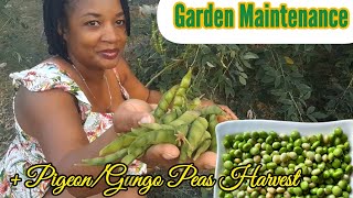 Garden Maintenance  GungoPigeon Peas HarvestJamaican Backyard Container Garden 💯🇯🇲💞 [upl. by Siletotsira]