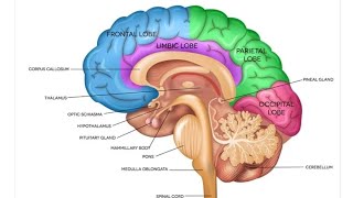 Development of Human Brain Part 03  2nd Year MBBS OSPE [upl. by Hollyanne]