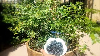 Growing my Blueberries in a Wine Berral  YUM [upl. by Amer]