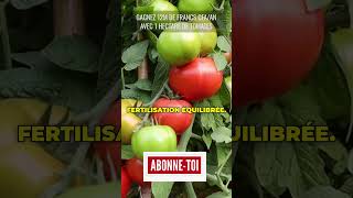 12 MILLIONS PAR ANNÉE AVEC TOMATES agriculture [upl. by Lothario]