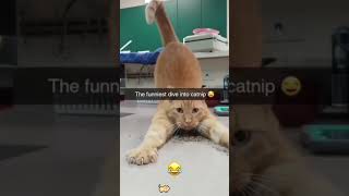 Orange cat behavior Funny cat videos funnycats funnyanimals funnypets [upl. by Straub]