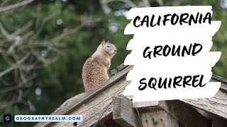 California ground squirrel alarm call in Northern California [upl. by Nana]