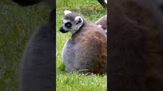 nature  lemur  animal  forest  beautiful scenery  relaxing clip  PT 9  EP 4  🏞️🌄🤩😍🥰❤️💕 [upl. by Mumford645]