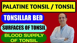 Palatine tonsil  Anatomy  Features  Tonsillar Bed  Blood supply [upl. by Grae]