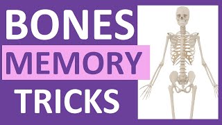 How to Learn the Human Bones  Tips to Memorize the Skeletal Bones Anatomy amp Physiology [upl. by Okiam507]