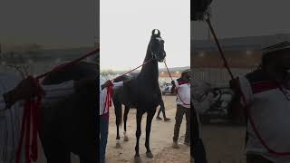 Stallion devroop sire by ashwaroop at dev stud farm [upl. by Ahsinan]