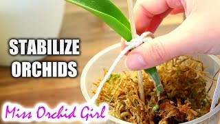 How to stabilize Orchids with no or very few roots  Common ways and materials [upl. by Onileva]