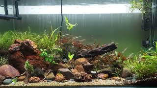 18 month old Planted Tank [upl. by Neivad]