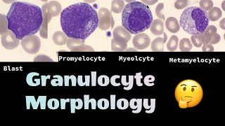 The different morphologies of Granulocytes neutrophils eosinophils and basophils [upl. by Llehsam]