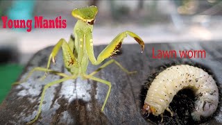 Mantis eating worm 🐛🐛  Insect Life TV31 [upl. by Admama]