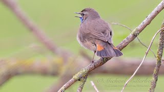 Bluethroat Luscinia svecica ♂  Blaukehlchen [upl. by Aciras]