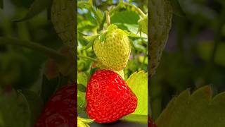 Strawberry Cultivation Method fruit nature gardening [upl. by Aniar]