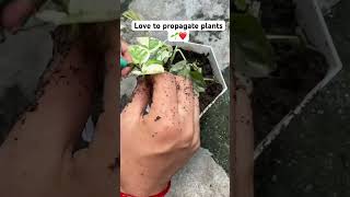 Pothos propagation in soilMoney plant propagation🌱🌱pothosplantmoneyplantaasamethulishorts [upl. by Furlong70]